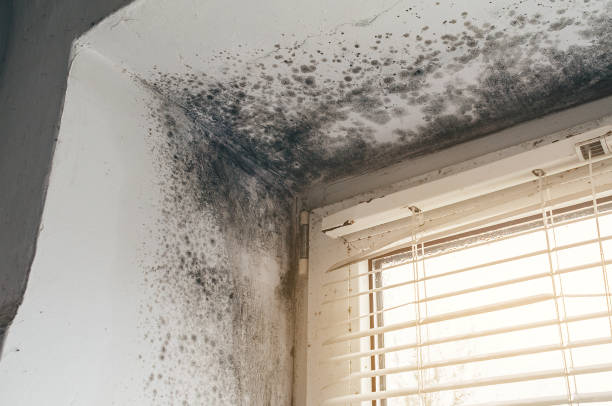 Trusted Black Mold Removal service in Washington Grove, MD - Cheap Mold Removal