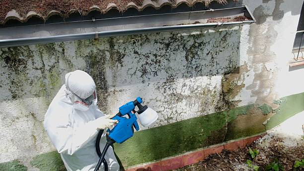 Trusted Attic Mold Removal service in Washington Grove, MD - Cheap Mold Removal